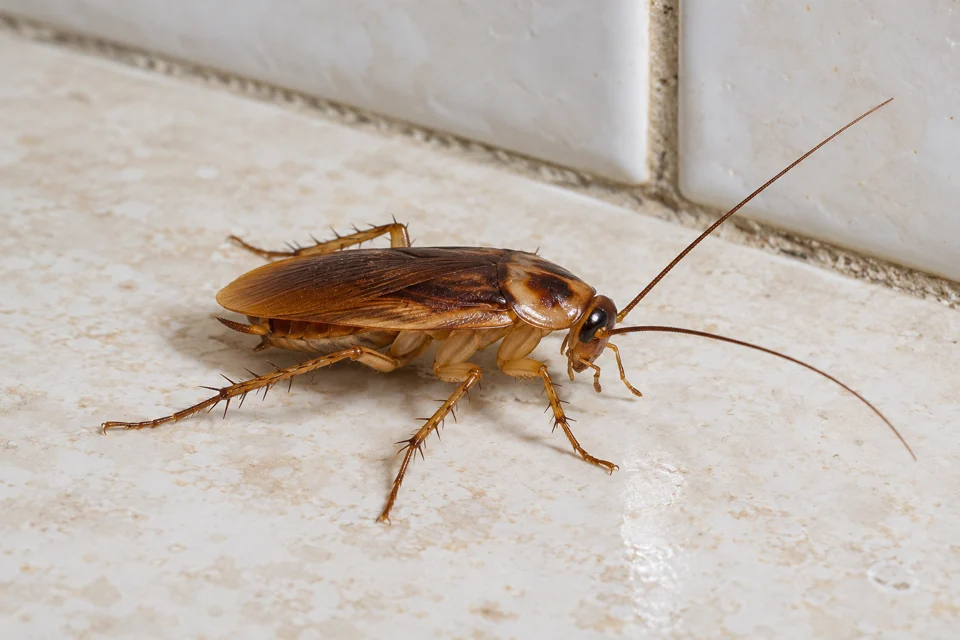 Cockroach control